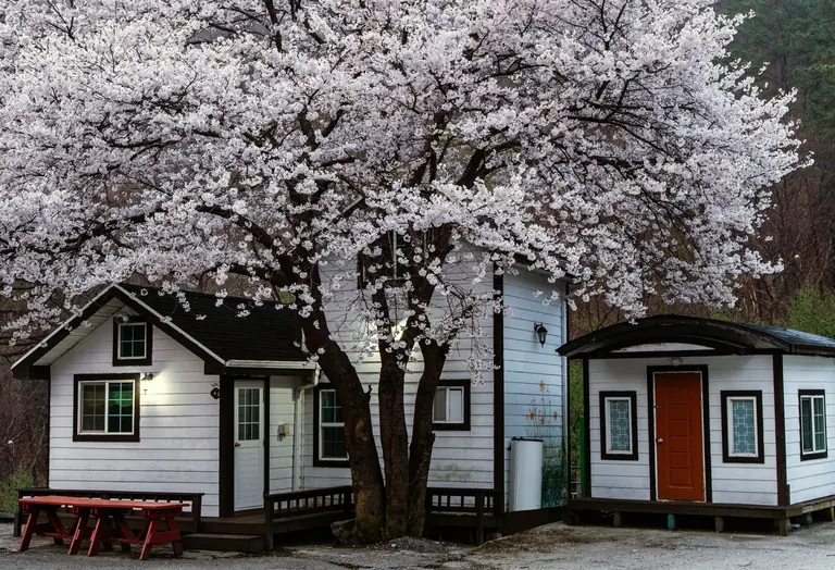 A picturesque wooden cottage amidst blooming cherry blossoms in springtime outdoors.