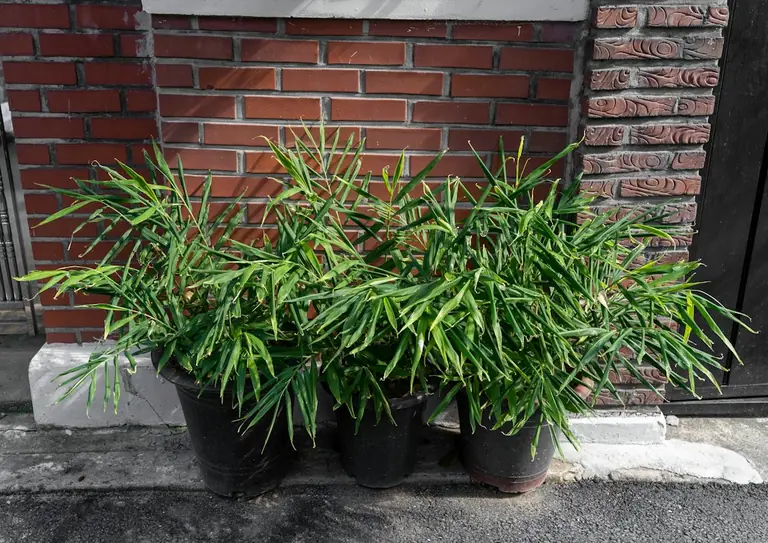 a couple of plants that are sitting in a pot