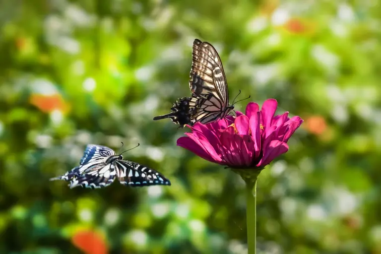 Close-up of two butterflies on a pink zinnia with a lush green background, capturing nature's beauty.