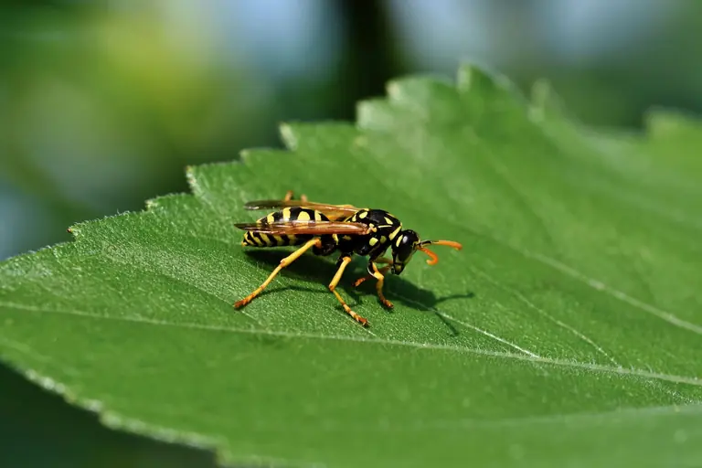 Yellow wasp resting on a green leaf, captured in high-detail macro outdoors.